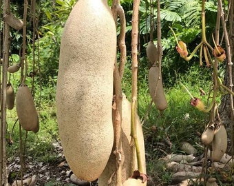 Kigelia Africaine | Poudre de saucisse africaine | Djanta| Malawi Mvunguti | Kigeria Pinnata| Pandore 1oz