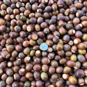 May include: A large collection of brown acorns with textured caps scattered together. A single silver United States quarter coin is placed in the center of the pile to provide a sense of scale for the various sizes of the acorns.