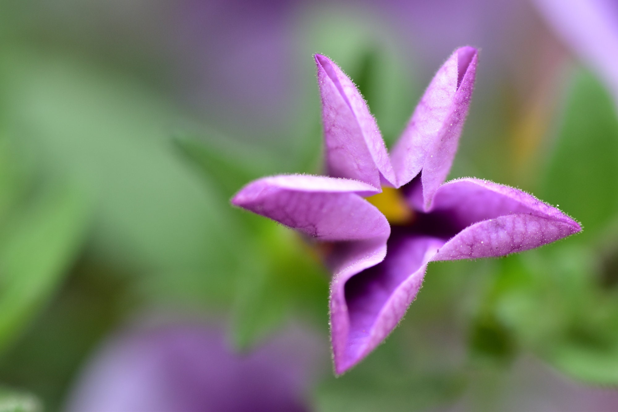 Close up photo of a purple starshaped flower Etsy