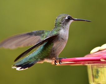 Photo of hummingbird perched on feeder, half flying