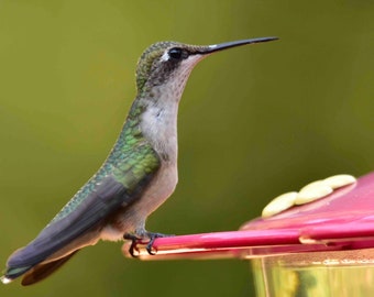 Photo of hummingbird on feeder, head high