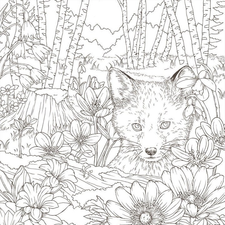 Adult Coloring Book: Animal Kingdom: Animals Out the Wazoo [Book]