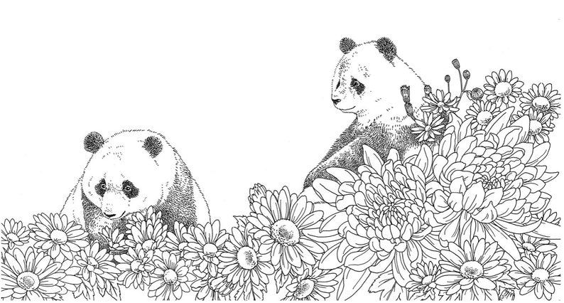 pandas Coloring pages, Bear coloring pages, Panda coloring pages