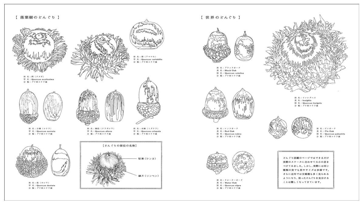 Mineral Science Room Coloring Book Japanese Coloring Book Etsy Hong Kong