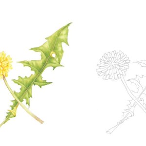 May include: A line drawing of a dandelion with a single leaf, and a colored illustration of the same dandelion with a single leaf. The dandelion is yellow and the leaf is green.