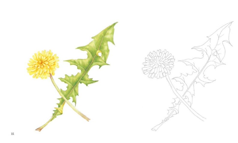 May include: A line drawing of a dandelion with a single leaf, and a colored illustration of the same dandelion with a single leaf. The dandelion is yellow and the leaf is green.