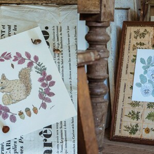 May include: Two framed illustrations, one with a squirrel surrounded by leaves and acorns, and the other with a cluster of blue and white flowers.