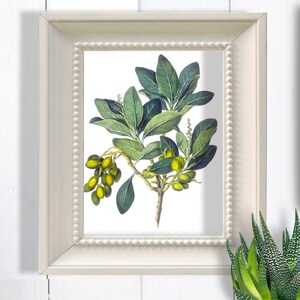 Small Botanical Wall Art PRINTABLE, Greenery and Berries,New Zealand Laurel, Postcard Size Art Prints, Instant Download