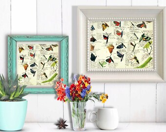 Butterfly Print, Butterflies and Caterpillar Watercolour Study, Vintage Natural History sketch Printable Small Sizes up to 8"x10"