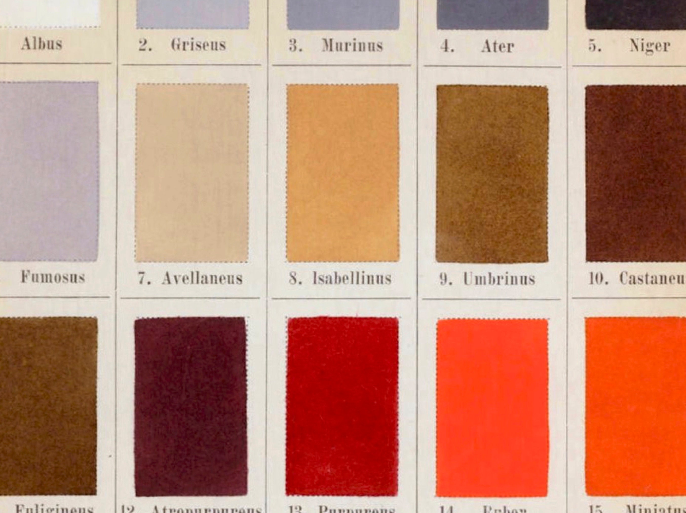 Vintage Botanical Color Chart Print: Antique Botanist Gift ...