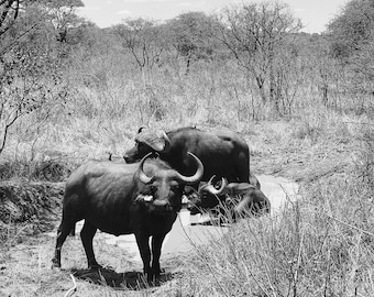 Digital Print - African Buffalo
