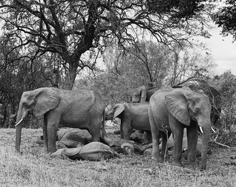 Digital Print - Kruger National Park Elephants