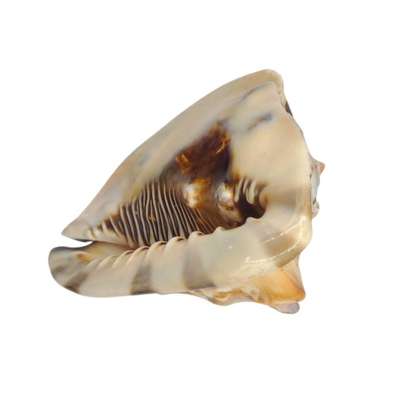 Natural King Helmet Seashell | Large King Crown Shell | Cassis Tuberosa | Nautical Coastal Homestead Aquarium Decor | Collectible