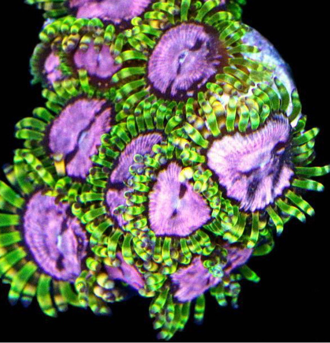 Pink Diamond Zoanthids Coral Etsy