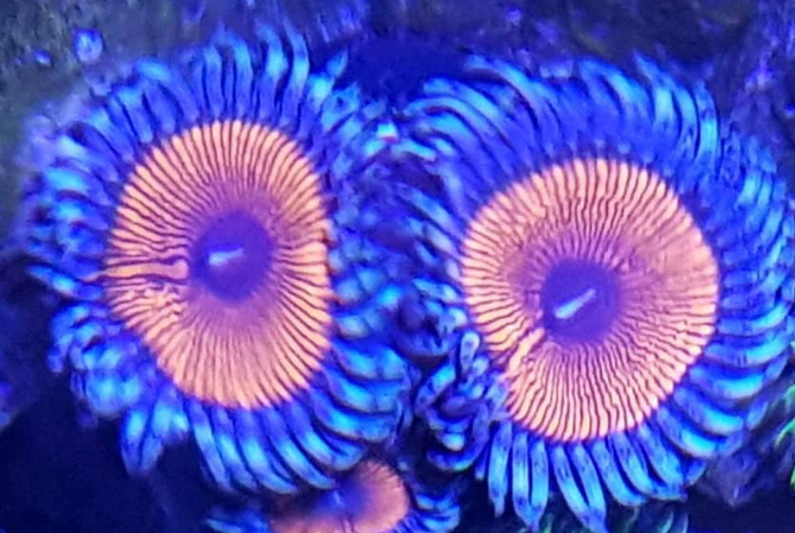 Armor of God Zoanthid Coral Etsy