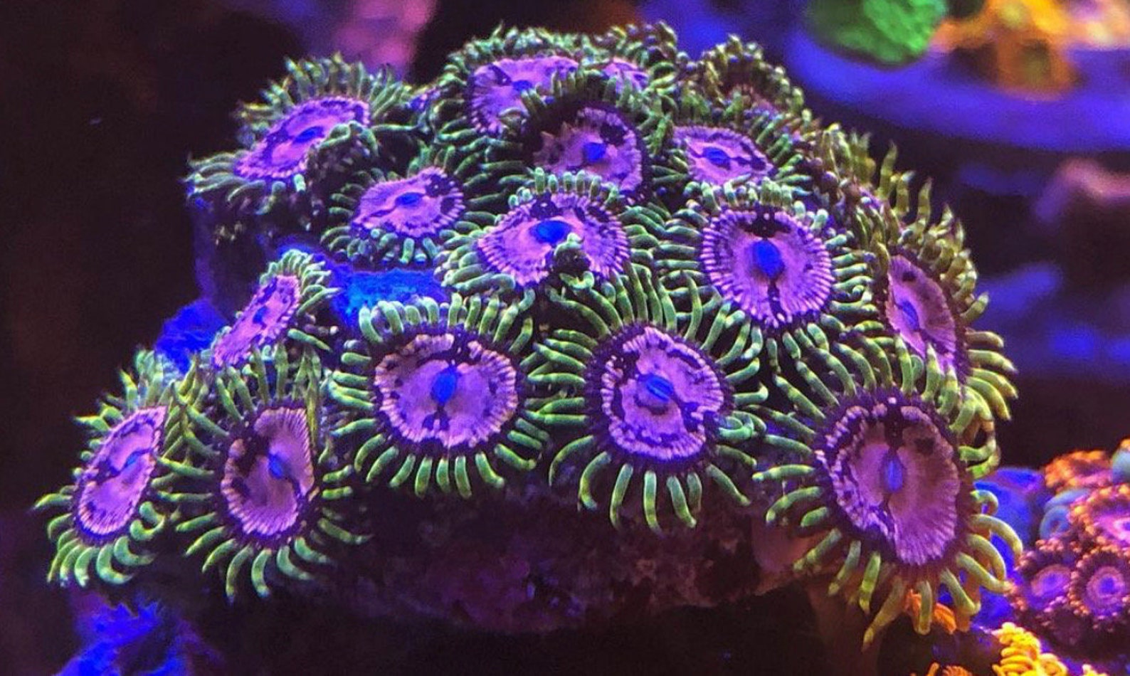Pink Diamond Zoanthids Coral Etsy