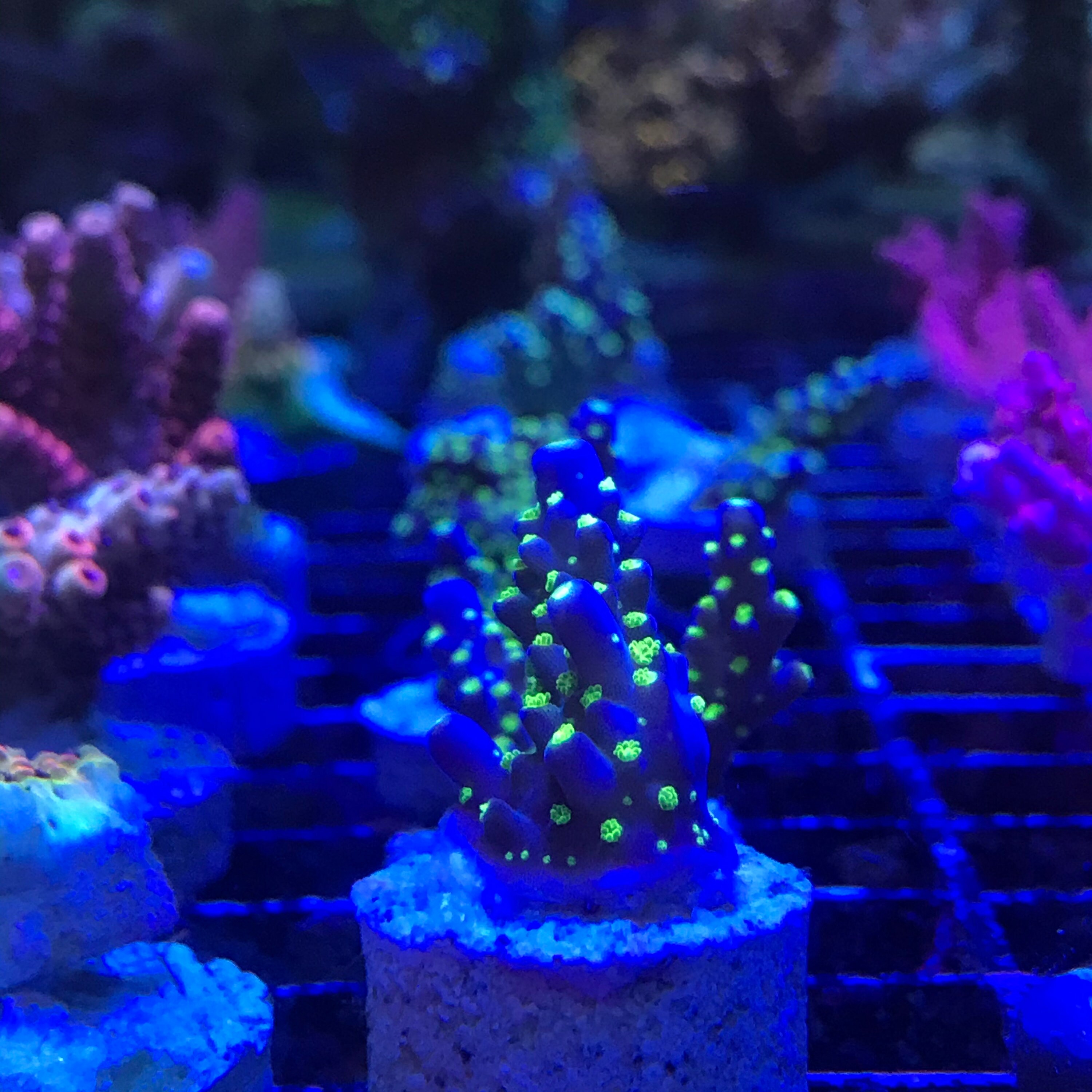 Garf Bonsai Coral | Etsy