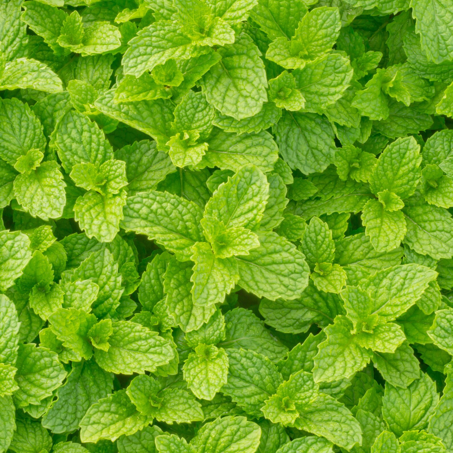 Fresh Peppermint Leaves pack of 12510 oz Etsy