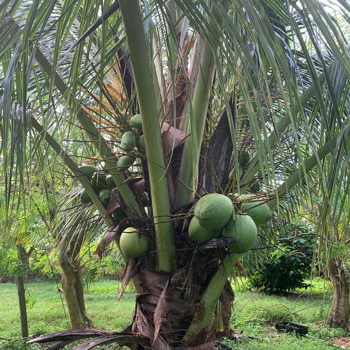 Water Coconut Fresh Tropical Fruit Etsy