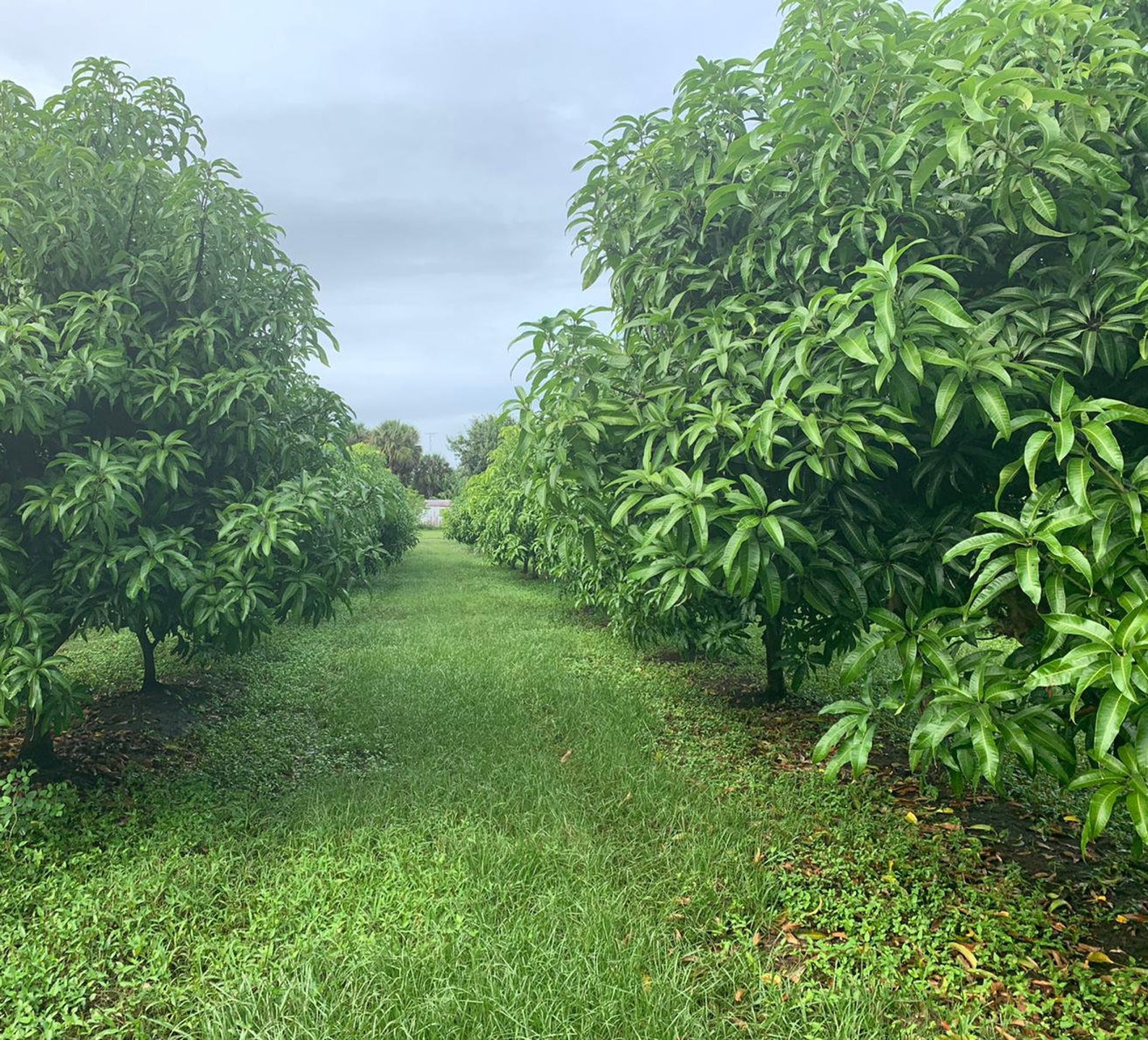 Fresh Green Mangoes grown in our Florida Mango Farms Etsy