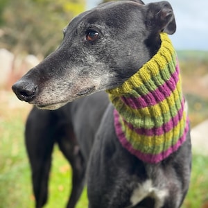 May include: A black greyhound dog wearing a knitted neck warmer. The neck warmer features horizontal stripes of green, purple, and yellow. The dog is outside with a blurred green backdrop.