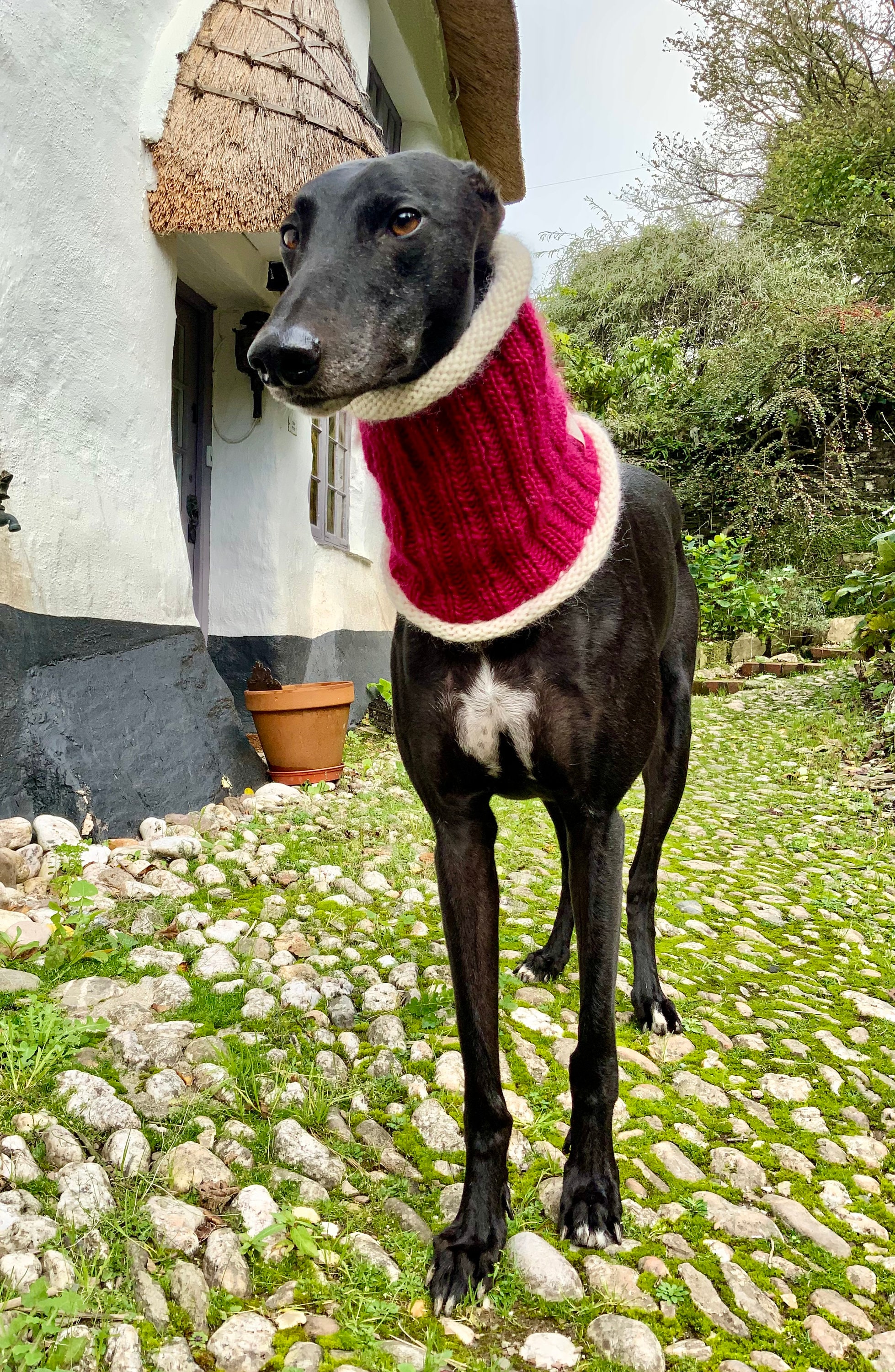 Greyhound scarf hot sale