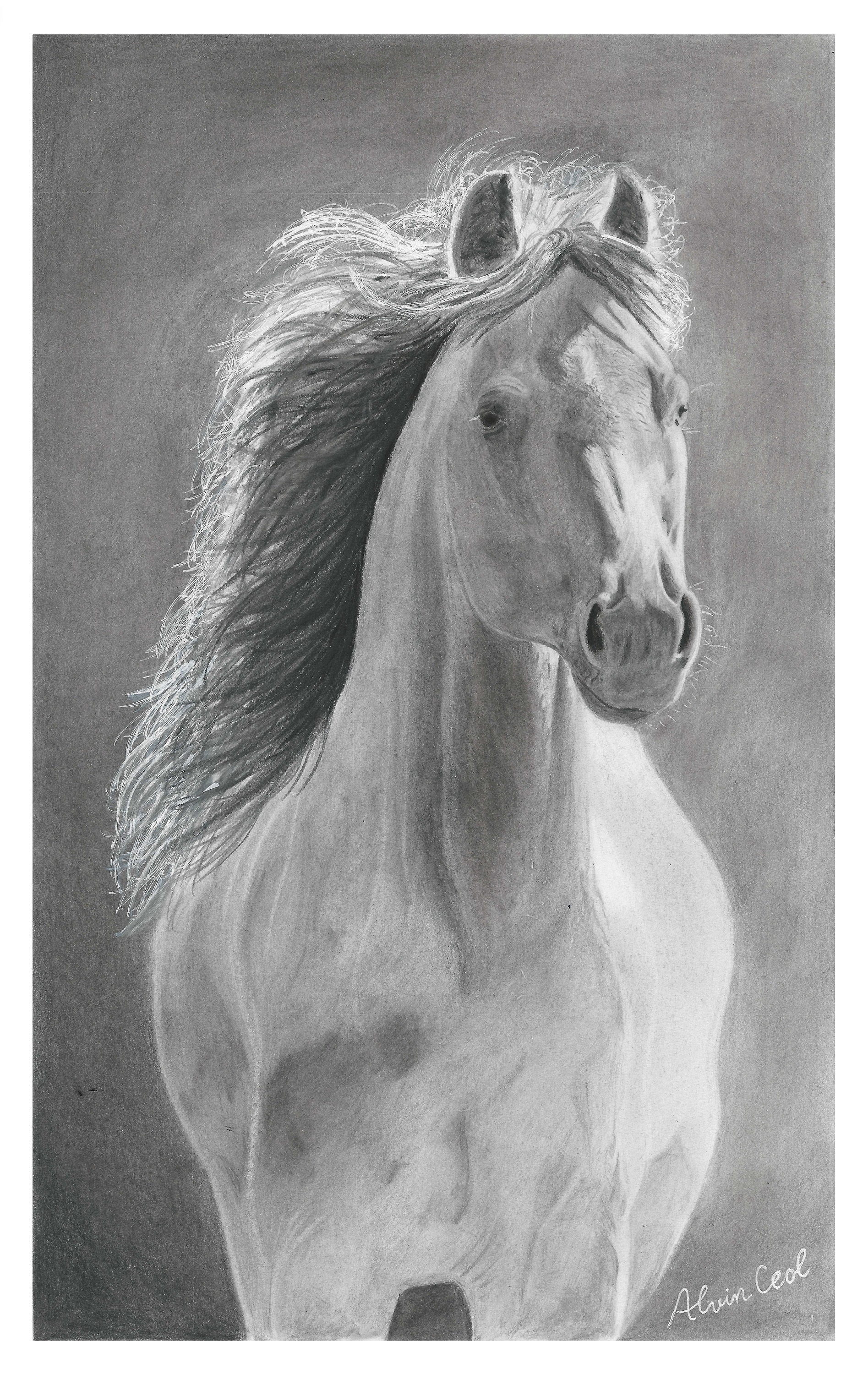 Hand Drawn Horse Graphite Portrait Print Etsy