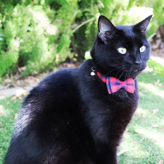 Tartan cat cheap collar