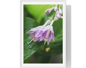 Hosta Flower Premium Framed Vertical Poster