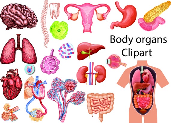 Lichaamsorganen Clipart Menselijk Lichaam Organen Digitale Etsy Belgi Il 570xN.4124557111 Slrk