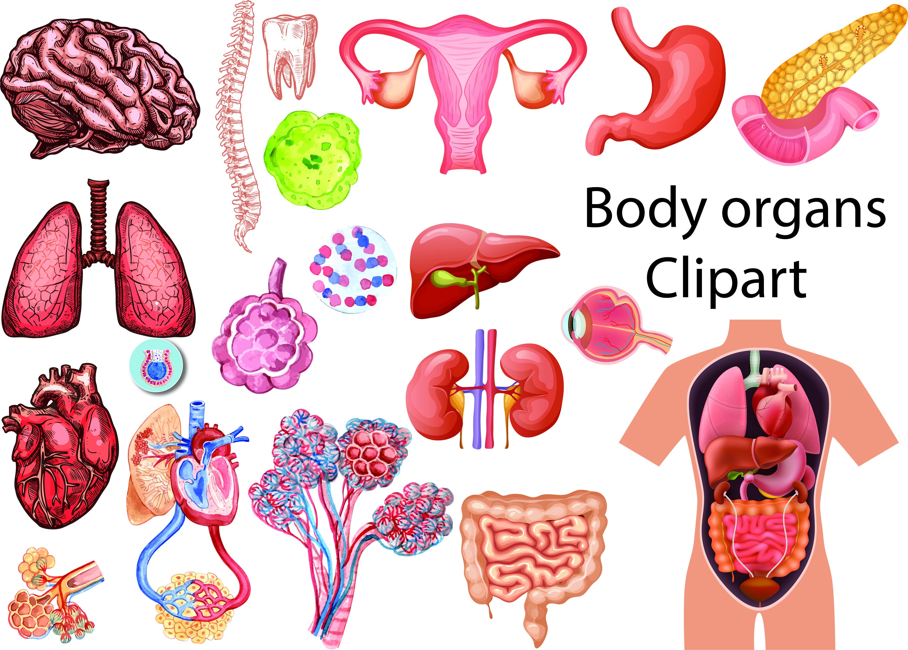 Body Organs Clipart Human Body Organs Digital Download Human - Etsy