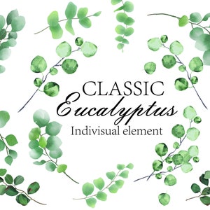 Clipart de Eucalipto em Aquarela, Buquê de Eucalipto Verde - Clipart Floral - Elementos Individuais - Folhagem Verde - Folhas Verdes SVG