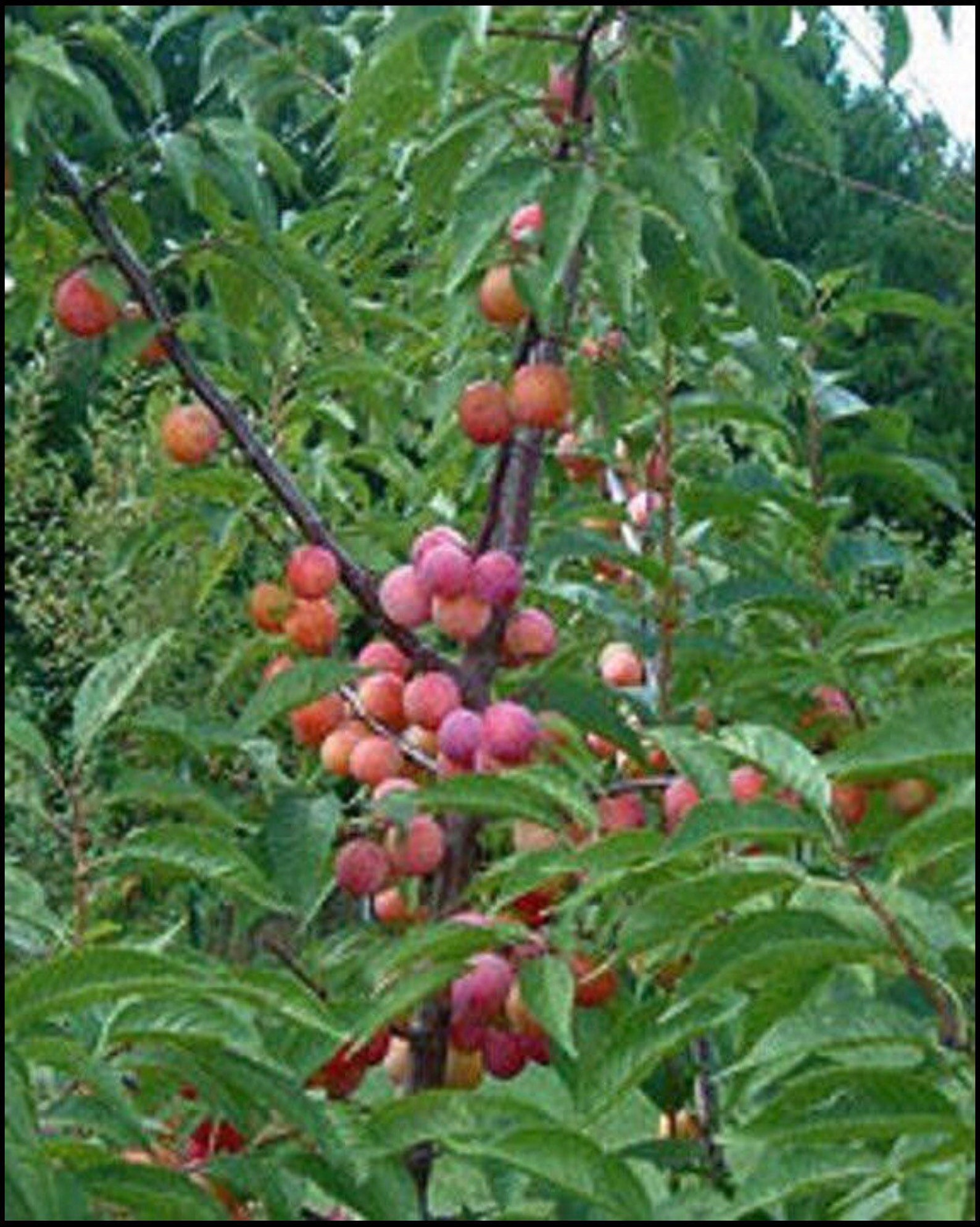 1 American plum tree live saplings 2ft tall now fragrant white Etsy