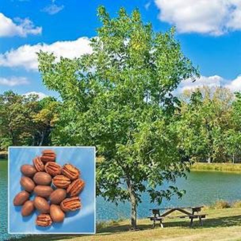 1 Stuart Pecan Tree 1824inches Tall Etsy