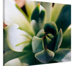 Succulent Plant Photo Print - Canvas Wall Hanging