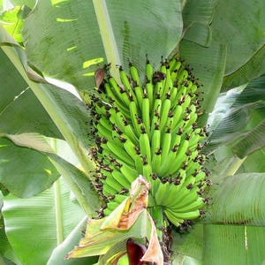 Helens Banane - 10 Samen - Musa sp. Robuster Musa-Hybrid