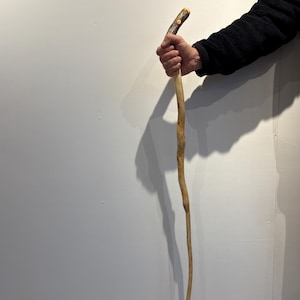 May include: A natural wooden walking stick with a curved handle. The handle has a textured, light brown appearance, while the main shaft is a lighter, smoother wood. The stick is held by a person wearing a black jacket.