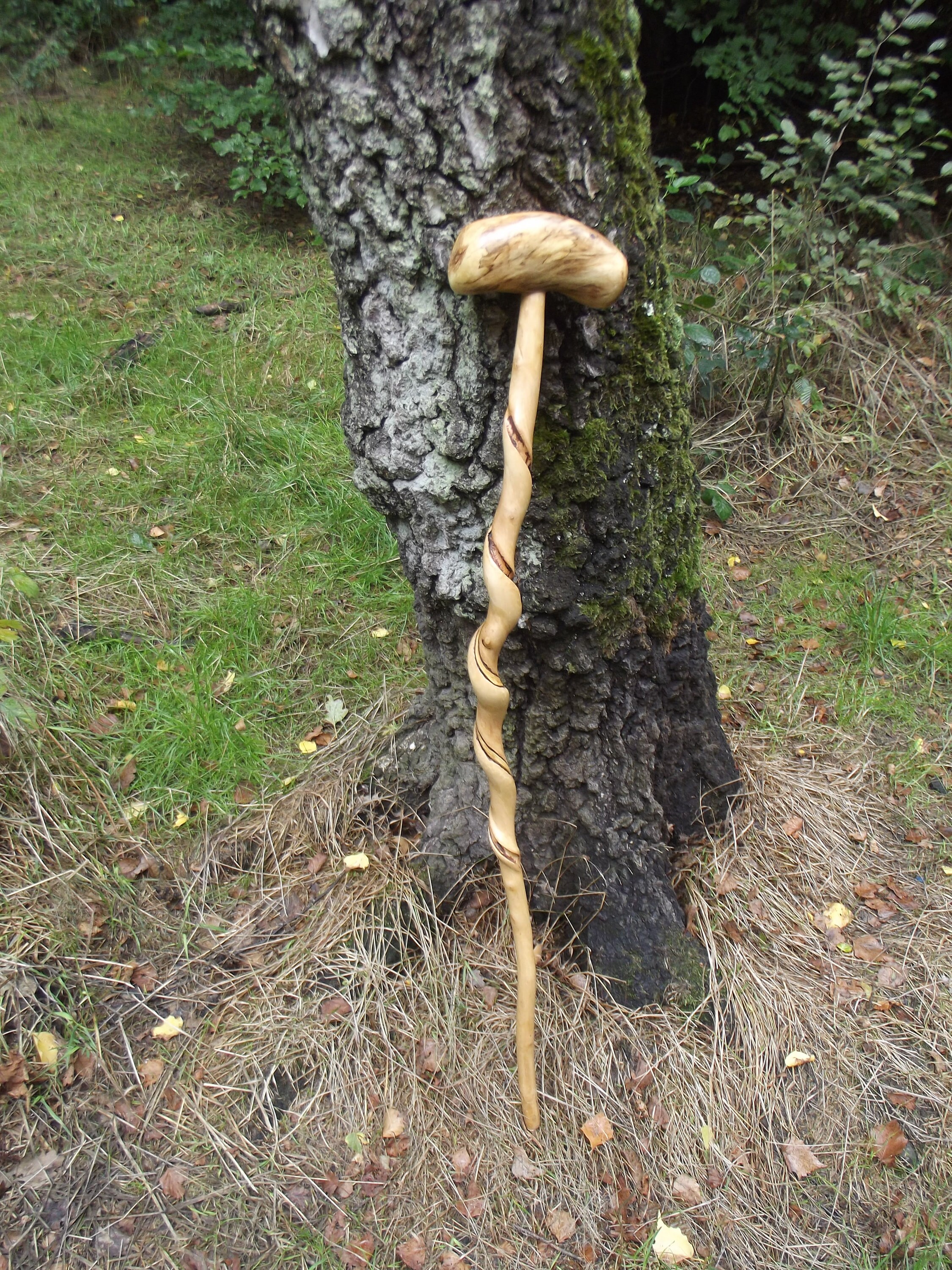 Silver Birch Twisted Walking Stick With Aspen Handle Etsy UK