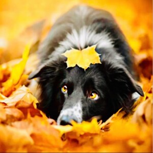 Puede incluir: Un perro blanco y negro con una hoja amarilla en la cabeza, rodeado de hojas de otoño naranjas y amarillas. Los ojos ámbar del perro resaltan en la cálida escena otoñal.