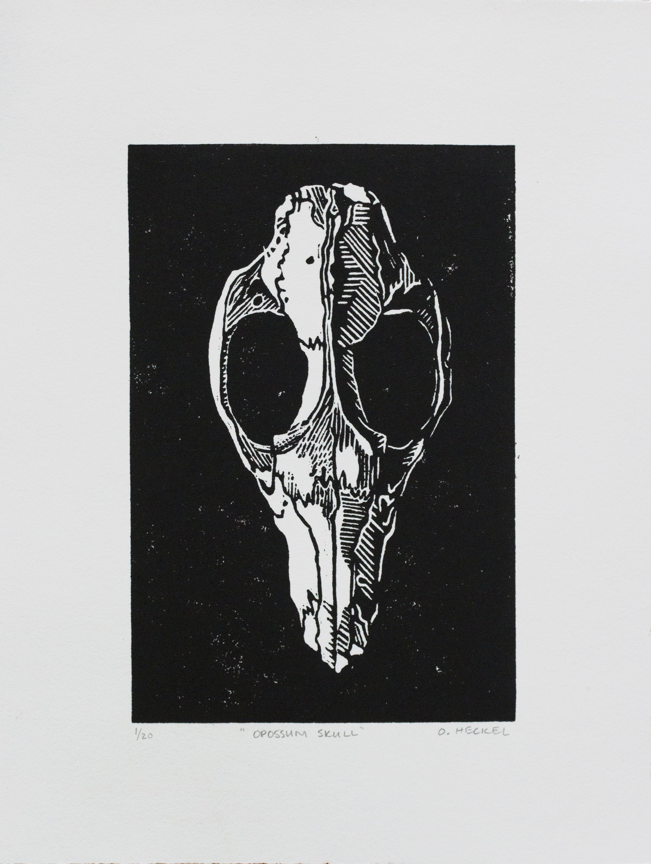 Opossum Skull Print | Etsy