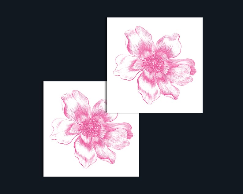 Puede incluir: Dos ilustraciones de flores rosas sobre fondos blancos. Las flores tienen l&iacute;neas delicadas y detalladas y una est&eacute;tica suave y femenina.