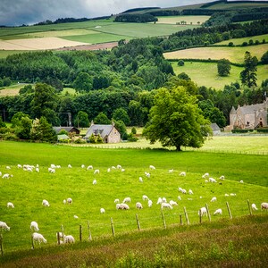 May include: A flock of white sheep graze in a green field with a stone house and a large tree in the background. The house is surrounded by a lush green lawn and a stone wall. The field is bordered by a wooden fence. The sky is cloudy and gray.