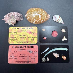 May include: Two cards with the title "Fluorescent Shells" and images of various shells. The first card shows a coffee bean trivia shell, a strawberry top shell, a pheasant shell, and a red pheasant shell. The second card shows a green tusk, a mangrove snail shell, a white tusk, and umbonium shells.