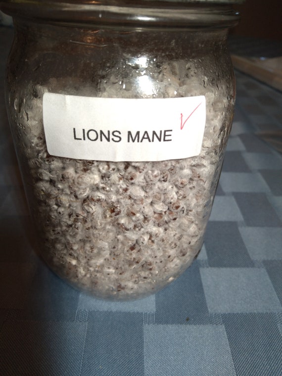 Lions Mane Grain Spawn Etsy