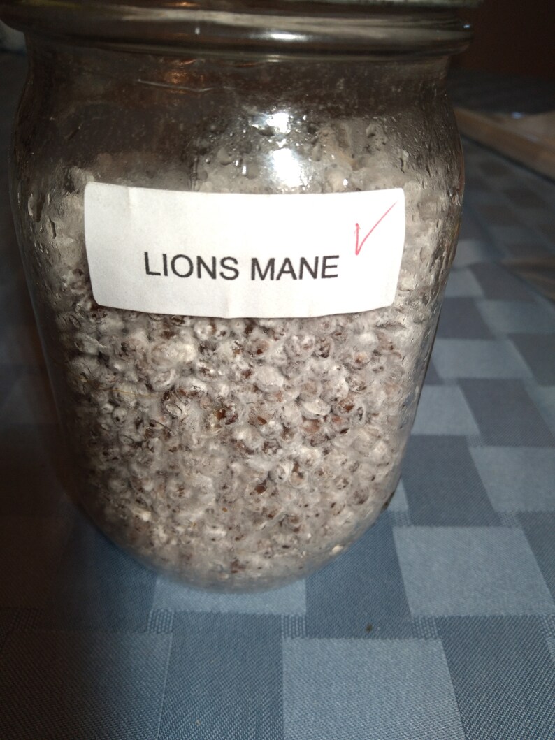 Lions Mane Grain Spawn Etsy