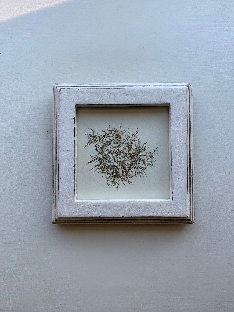 4 X 4 Genuine Pressed Seaweed Art