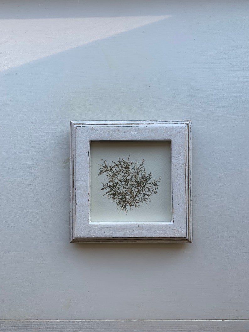 4 X 4 Genuine Pressed Seaweed Art