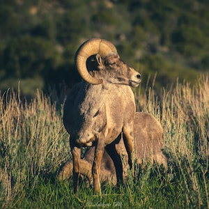 Bighorn Sheep Photo – Rocky Mountain Wildlife Photography Print, Nature Wall Art