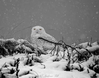 May include: A snowy owl with bright yellow eyes sits in a snowy field with tall grasses and branches. The owl is white with black markings and is looking directly at the camera.