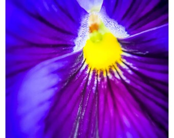 Peut inclure: Gros plan sur une fleur de pensée vibrante. Les pétales présentent un dégradé de couleurs, passant du violet profond au magenta vif et un cœur central jaune. Des accents blancs délicats et des nervures complexes ajoutent des détails.